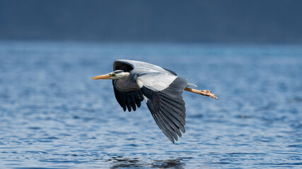 Grey heron (Ardea cinerea) in flight with the ocean in the background with negative space