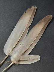 bird feathers on a gray background