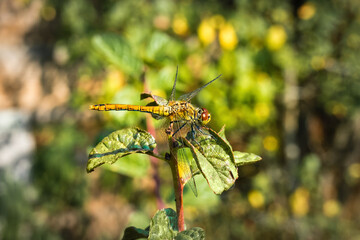 Dragonfly sitting on a branch, insects in nature