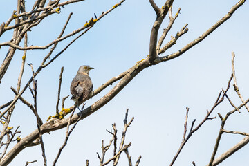 Common cuckoo Cuculus canorus in the wild sitting on a branch
