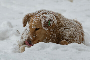 Naklejka premium Cute homeless red dog lying in the snow, portrait