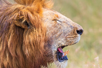 Male lion with a open mouth and closed eyes
