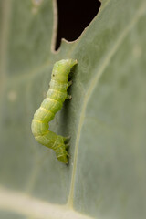 Close up of cabbage looper caterpillar on broccoli leaf