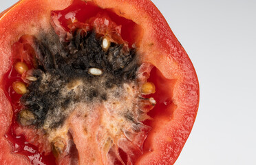Moldy Roma tomato from blossom rot