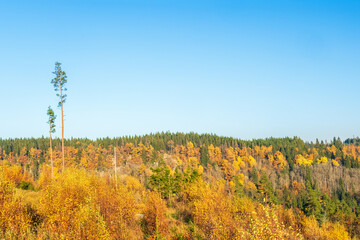 Fototapeta premium Tall pines in a forest with beautiful autumn colors