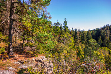 Fototapeta premium Old growth forest with autumn colors in a rocky landscape
