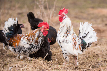 Roosters and hens walking around the poultry yard