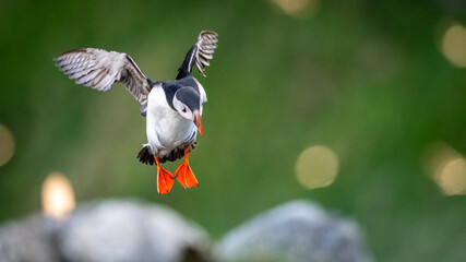 Atlantic puffin (Fratercula arctica) from Norway portrait with negative space nesting