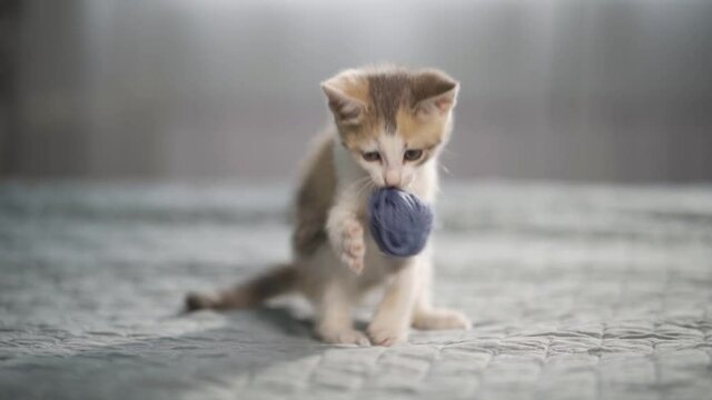 Cute kitten with a small ball of threads in his teeth. Hunting for pet toys. Close-up, slow motion, HD.