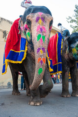 Colorful hand painted elephants, Holi festival, Jaipur, Rajasthan, India	