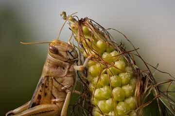 nahaufnahme einer wanderheuschrecke auf einer maispflanze, schistocerca gregaria
