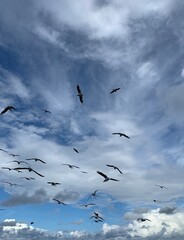 Big flying seagulls in the cloudy sky