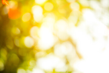 Natural Bokeh sun rays green lights abstract