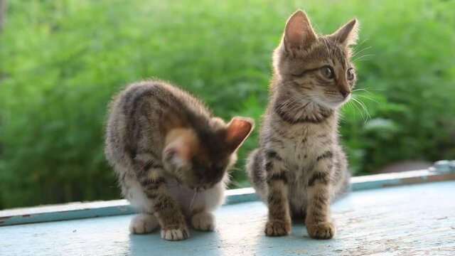 A two little kitten sits and one cat is washing her tongue. happy kitten washes, licks his paw.Beautiful tabby cat, outdoor on a green natural sunlit background . High quality 4k footage