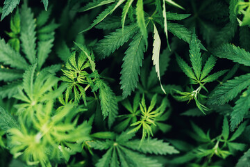 Naklejka na ściany i meble Cannabis Sativa leaves in crops plantation field