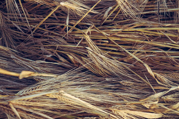 Background from ears of ripe wheat.