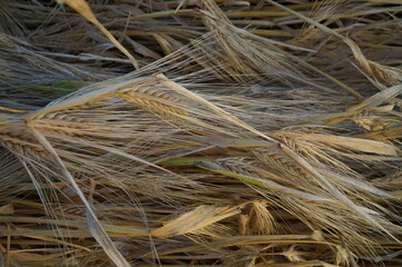 Background from ears of ripe wheat.
