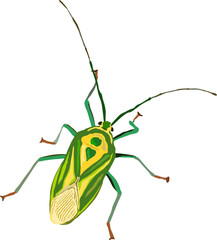 vector of isolated shield bug