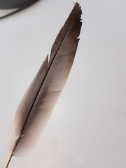 bird feather on a white background