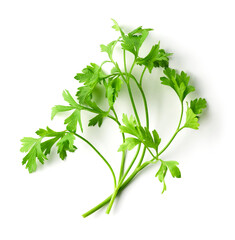 Parsley leaf isolated on white, from above