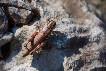 Gewöhnliche Gebirgsschrecke (Podisma pedestris) 