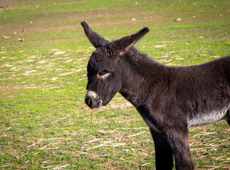 donkey, baby donkey, farm donkey, farm animal, animal, mammal, farm, livestock, brown, fur, baby animal, horse, pony, grass, nature, mule, field, head, animals, wild, ears, foal, pasture, domestic, ba