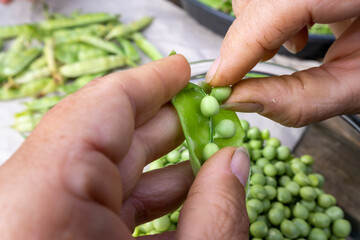 Woman removing raw green peas from shell, fresh winter vegetables, healthy foods