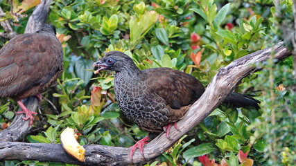 Andean guan (Penelope montagnii) eating a banana while perched in a tree in Yanacocha Ecological Reserve, outside of Quito, Ecuador