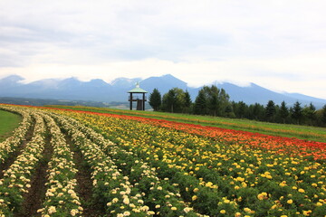 北海道の風景、フラワーランドかみふらの。赤、白、黄色、オレンジ、紫などカラフルな花が、広大な北海道の大地に整然と並び美しい景色を作り上げる。 - obrazy, fototapety, plakaty