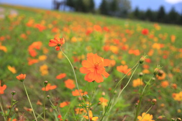 北海道の風景、フラワーランドかみふらの。赤、白、黄色、オレンジ、紫などカラフルな花が、広大な北海道の大地に整然と並び美しい景色を作り上げる。