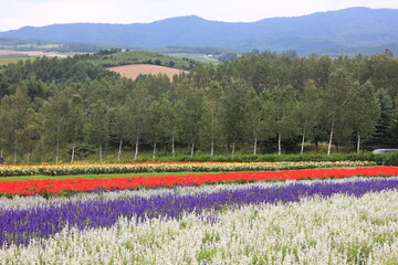 北海道の風景、フラワーランドかみふらの。赤、白、黄色、オレンジ、紫などカラフルな花が、広大な北海道の大地に整然と並び美しい景色を作り上げる。 - obrazy, fototapety, plakaty