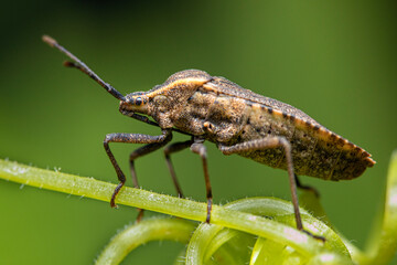 Squash Bug Anasa Tristis