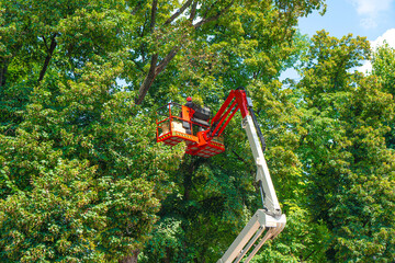 Tall tree cutting service. Worker in a safety helmet standing on a crane platform against the...