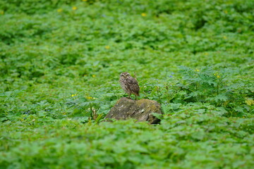 Lechuza en lomas de Pachacamac