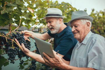 Senior men harvesting grapes in the vineyard