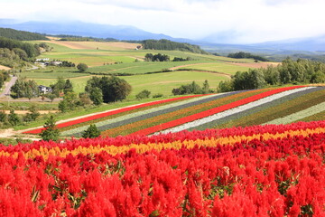 北海道の風景。四季彩の丘。花の絨毯。サルビア、ケイトウ等カラフルな花が鮮やかなコントラストを描く。