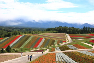 北海道の風景。四季彩の丘。花の絨毯。サルビア、ケイトウ等カラフルな花が鮮やかなコントラストを描く。