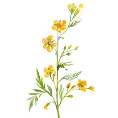Watercolor wildflowers. Illustration of meadow flowers. Tanacetum, Ranunculus,buttercups, spearworts, water crowfoots, Melampyrum nemorosum, Lathyrus pratensis, meadow vetchling, Centaurea.