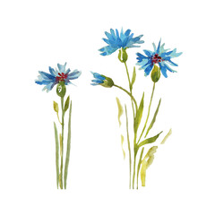 Blue flower. watercolor botanical illustration.