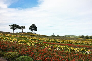北海道の風景。ぜるぶの丘。