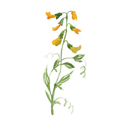 Watercolor wildflowers. Illustration of meadow flowers. Tanacetum, Ranunculus,buttercups, spearworts, water crowfoots, Melampyrum nemorosum, Lathyrus pratensis, meadow vetchling, Centaurea.