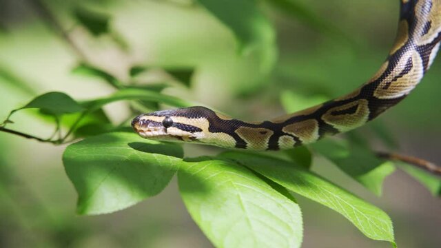Calm snake hangs from a tree branch against a background of green leaves. She is closely watching what is happening. Close-up