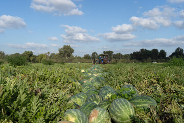 Fototapeta premium Collect watermelons in the field
