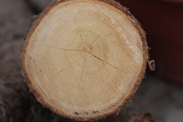 Wooden round stump, top view.