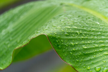 雨に濡れたバナナの葉