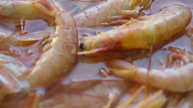 Freshly cooked pink prawns in a pot of water in close up in a concept of gourmet cooking in a full frame view