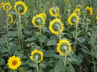 Kwiaty słoneczników na polu