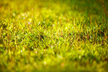 abstract natural background green bokeh blur