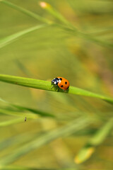 ladybird on a green leaf