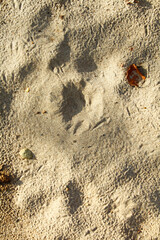 abstract sand background Texture beach